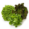 Insalata