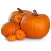Zucca